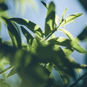 111f69a5aa12413fbb70123f1db86102tplv-tulkllf4y5-origin-jpeg.jpeg 🍋🌿 Refresh with this Citrus Scented Shower Gel! 🚿 250ml of Vegan & Biodegradable Goodness! ✨ Perfect for all skin types! #CleanBeauty