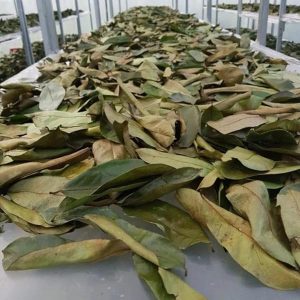 55f791f3324e4451baa5414568ca797dtplv-tulkllf4y5-origin-jpeg.jpeg β¨ Fresh batch of 100g Soursop leaves! ππ« No pesticides, all natural straight from the source! πΏπ #soursopleaves #premiumquality #directfrommanufacturer