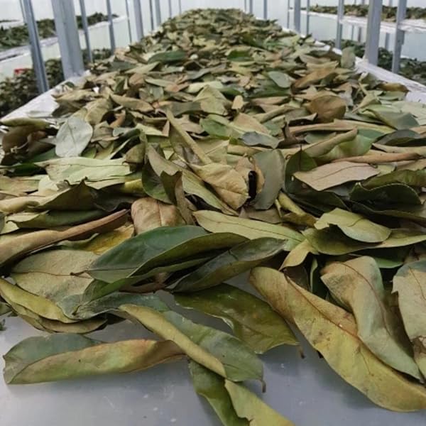 55f791f3324e4451baa5414568ca797dtplv-tulkllf4y5-origin-jpeg.jpeg β¨ Fresh batch of 100g Soursop leaves! ππ« No pesticides, all natural straight from the source! πΏπ #soursopleaves #premiumquality #directfrommanufacturer