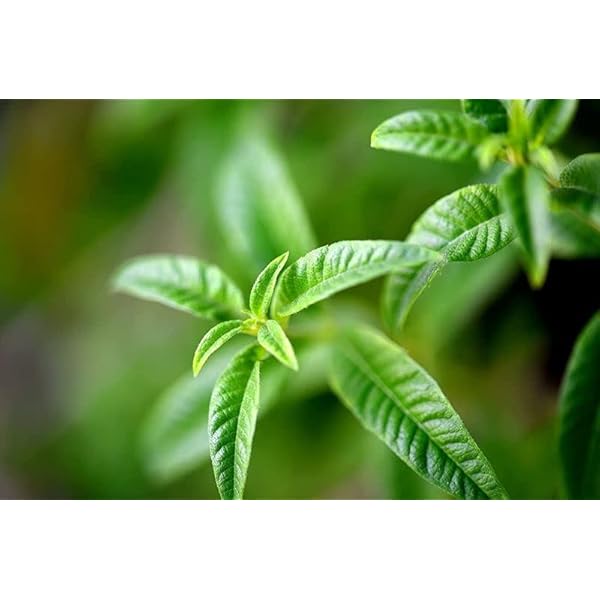 ae31eb4e78be4a2ea3b398ad7f1344dftplv-tulkllf4y5-origin-jpeg.jpeg 🍋✨Luxurious Citrus-Scented Shea Butter Soap!🧼🌿 Perfect for all skin types, vegan, palm oil-free, and eco-friendly! Feel refreshed and pampered with this sustainable beauty essential! #